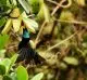 La biodiversité, un atout pour La Palma y El Tucan